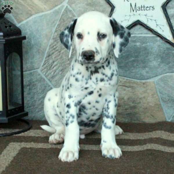 Sokka, Dalmatian Puppy