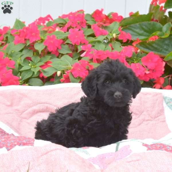 Sophia, Mini Labradoodle Puppy