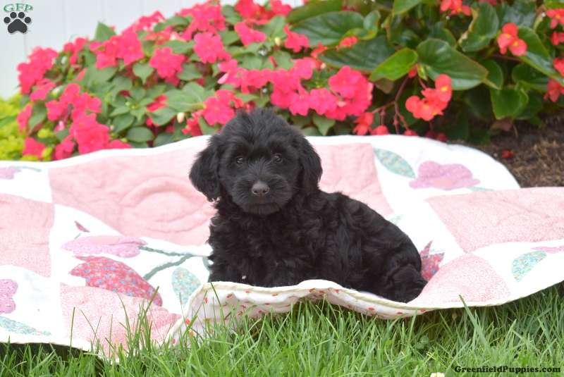 Sophia - Mini Labradoodle Puppy For Sale in Pennsylvania