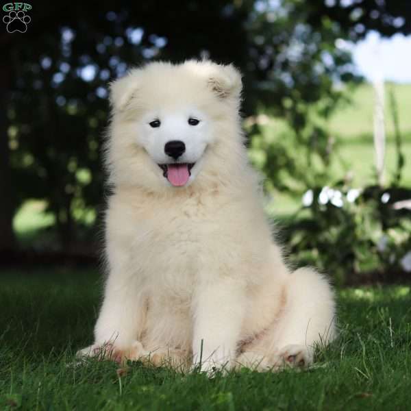 Sophie, Samoyed Puppy