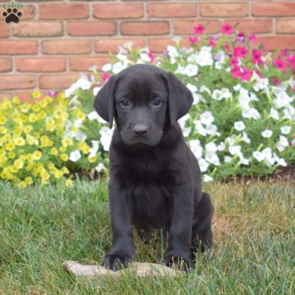 Sophie, Black Labrador Retriever Puppy