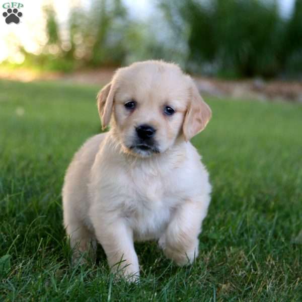 Sophie, Golden Retriever Puppy