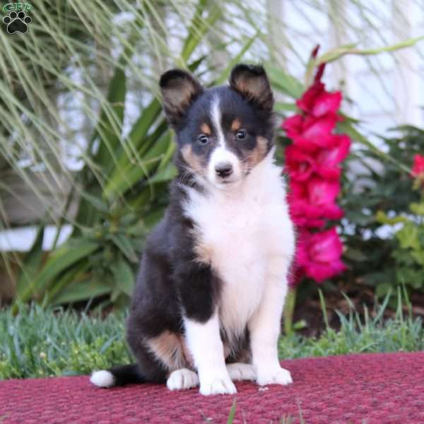 Sophie, Sheltie Puppy