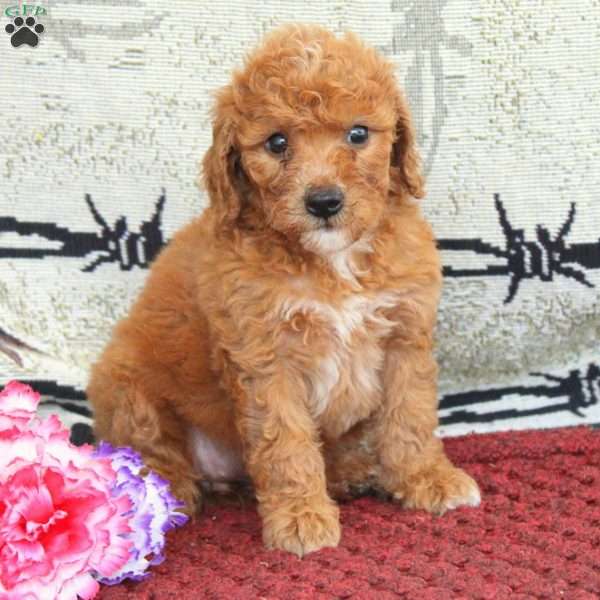 Soren, Cavapoo Puppy