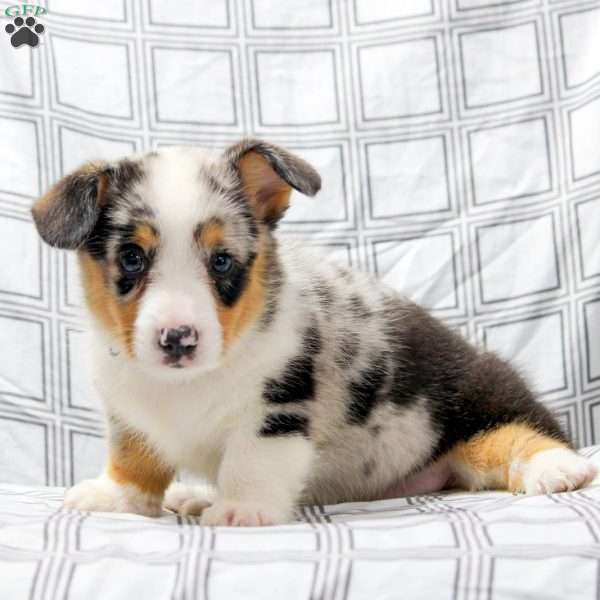 Sparkle, Pembroke Welsh Corgi Puppy