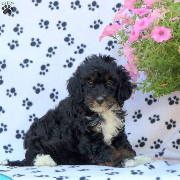 Sparkle, Mini Bernedoodle Puppy