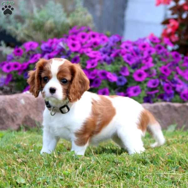 Sparkle, Cavalier King Charles Spaniel Puppy