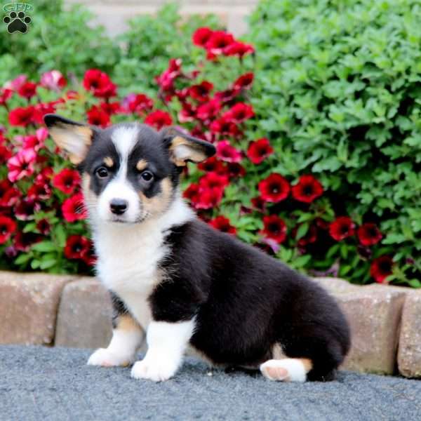 Sparkle, Pembroke Welsh Corgi Puppy