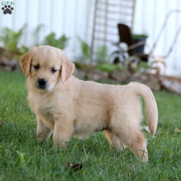 Sparkle, Golden Retriever Puppy