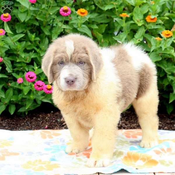 Sparky, Newfoundland Puppy