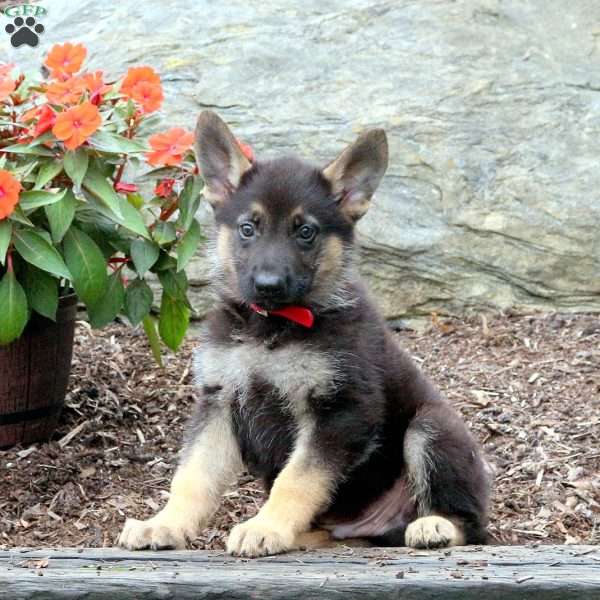 Sparky, German Shepherd Puppy