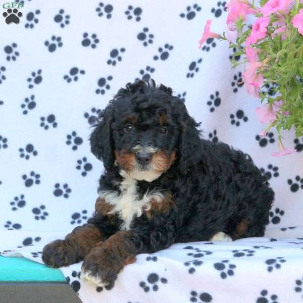 Spencer, Mini Bernedoodle Puppy