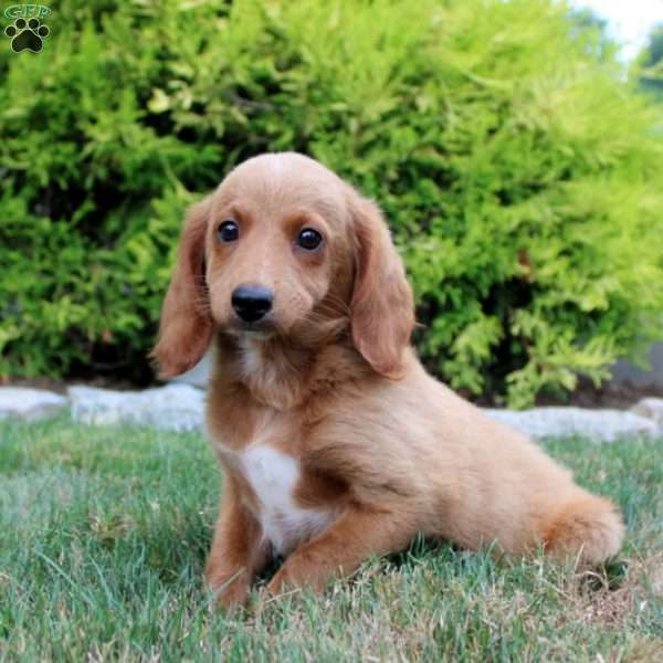 Spencer, Cockapoo Puppy