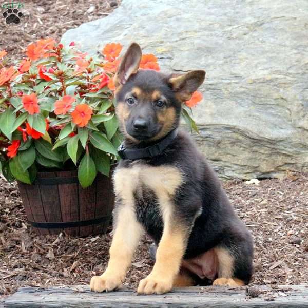 Spice, German Shepherd Puppy