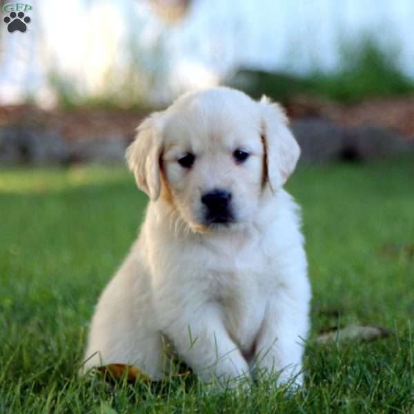 Spiffy, Golden Retriever Puppy