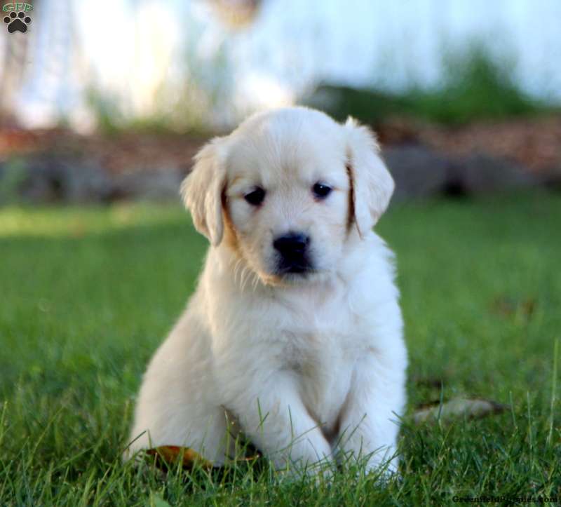 Spiffy - Golden Retriever Puppy For Sale in Pennsylvania