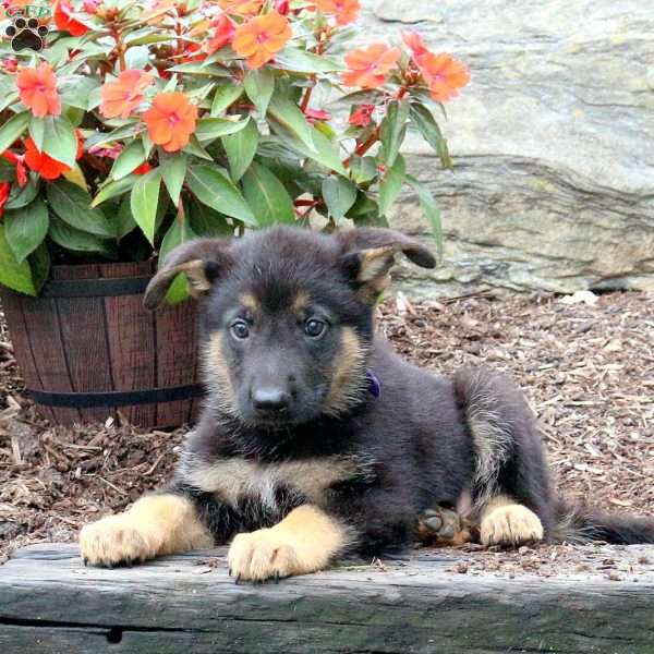 Spike, German Shepherd Puppy