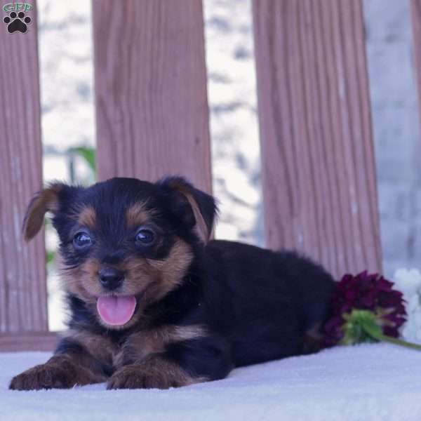 Spike, Yorkie Puppy