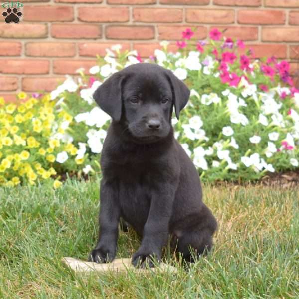 Spirit, Black Labrador Retriever Puppy