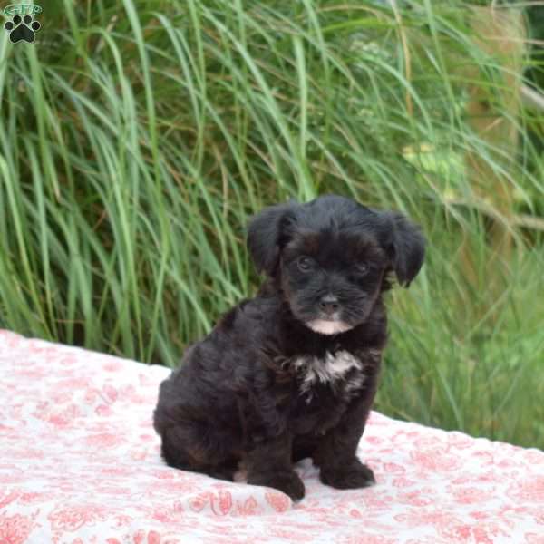 Spirit, Yorkie Mix Puppy