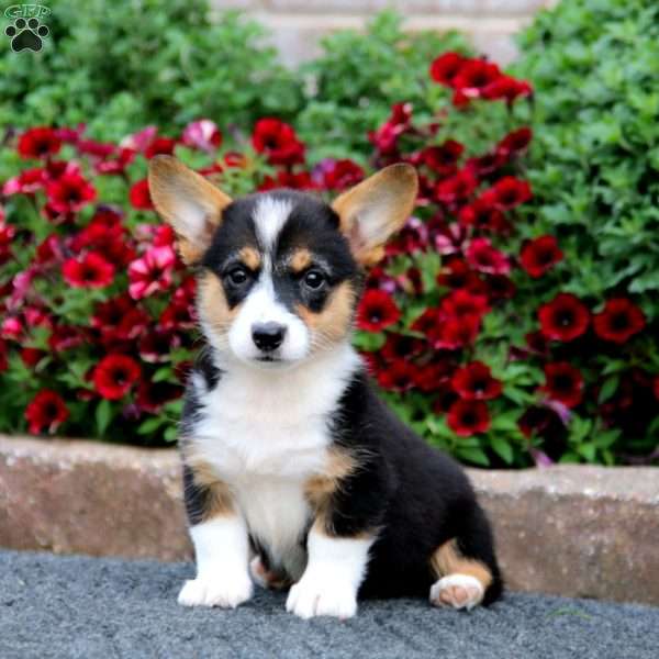 Splash, Pembroke Welsh Corgi Puppy