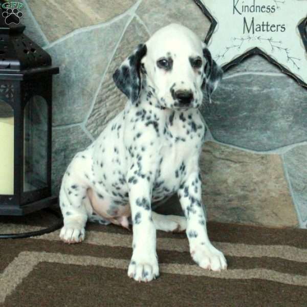 Spot, Dalmatian Puppy