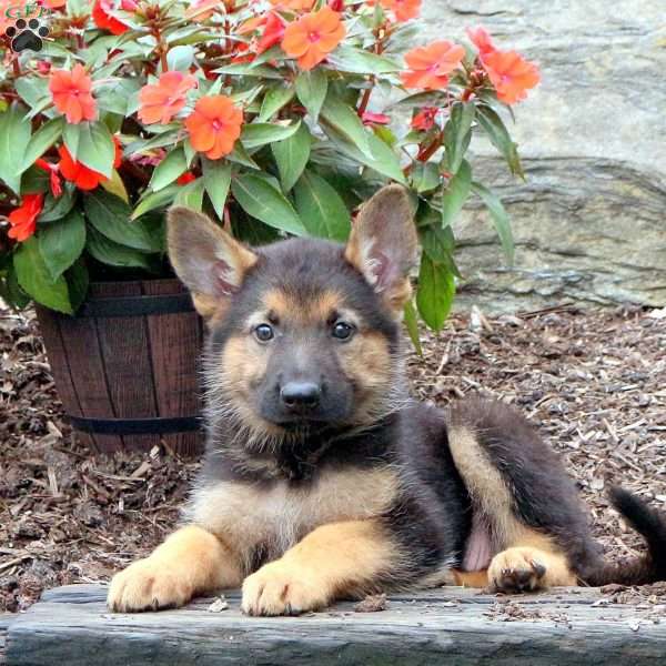 Sprout, German Shepherd Puppy