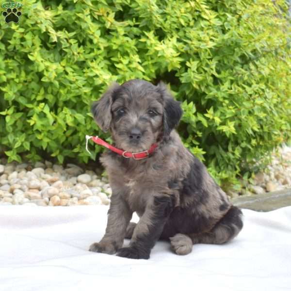 Sprinkles, Goldendoodle Puppy