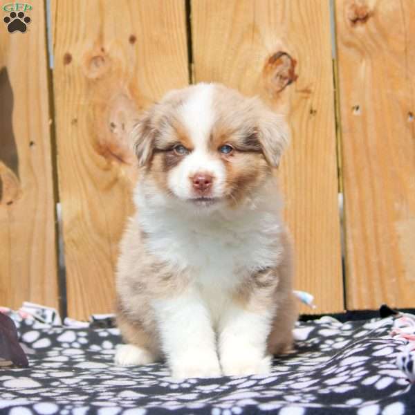 Stan, Miniature Australian Shepherd Puppy