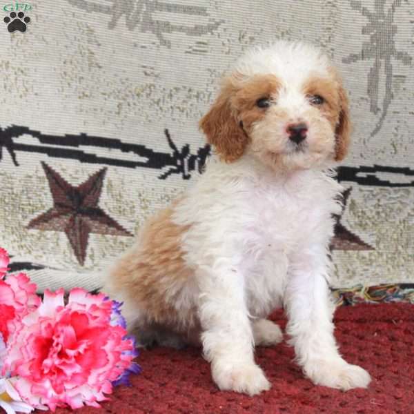 Stan, Cavapoo Puppy