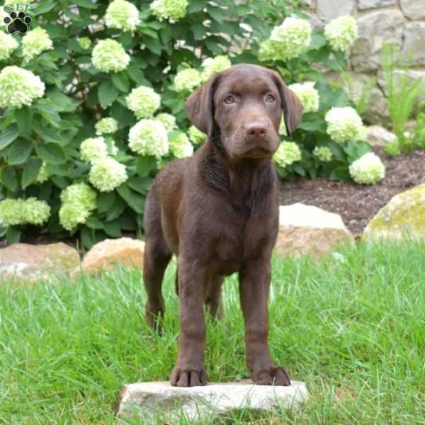 Stanley, Chocolate Labrador Retriever Puppy