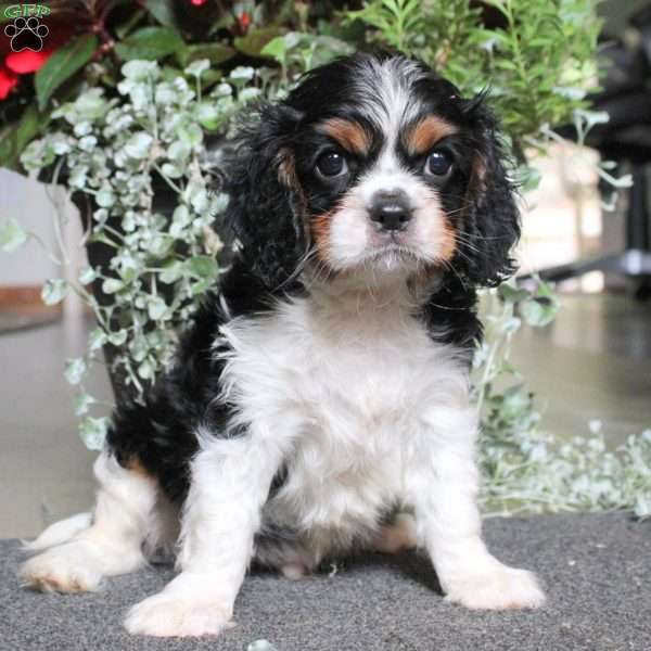 Stanley, Cavalier King Charles Spaniel Puppy