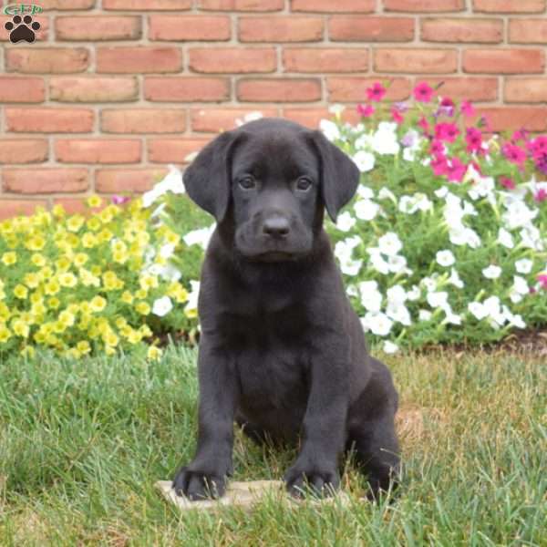 Star, Black Labrador Retriever Puppy