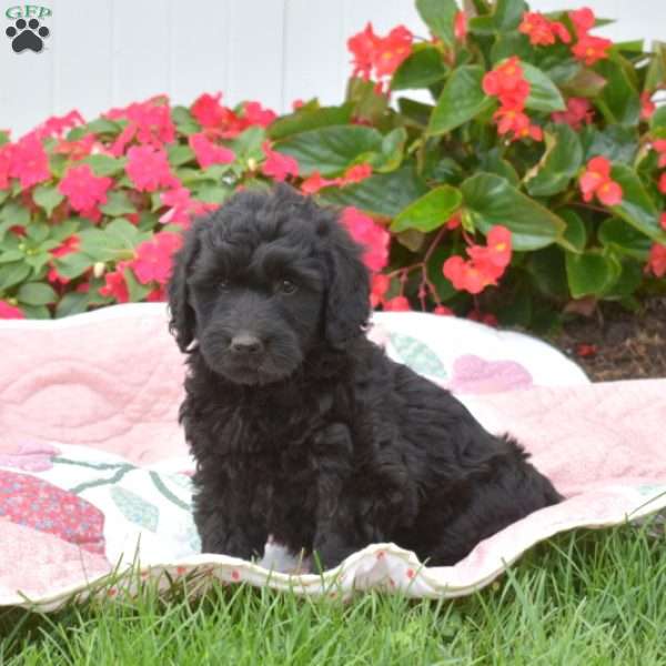 Star, Mini Labradoodle Puppy