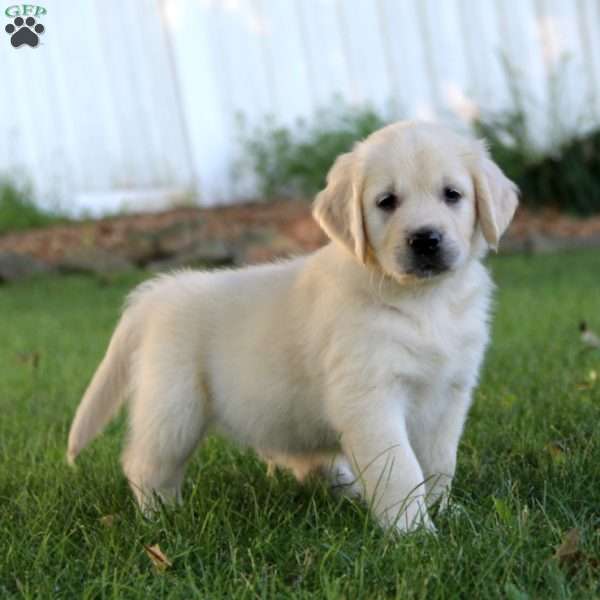 Star, Golden Retriever Puppy