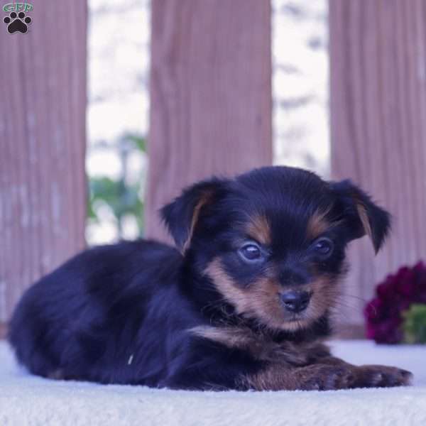 Star, Yorkie Puppy