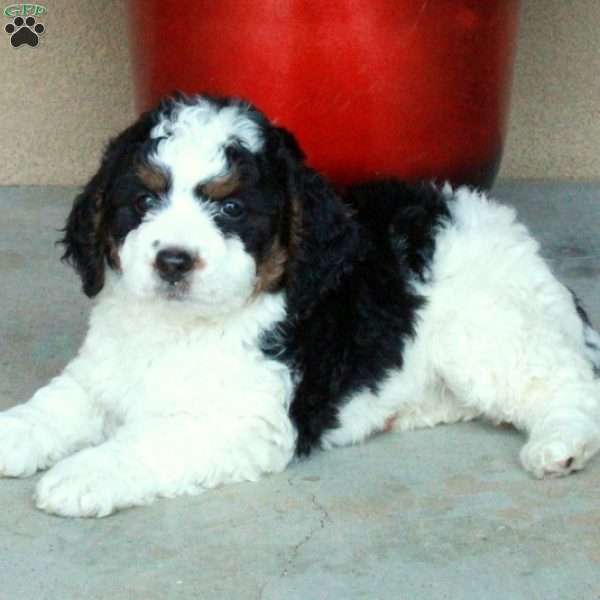 Stella, Mini Bernedoodle Puppy