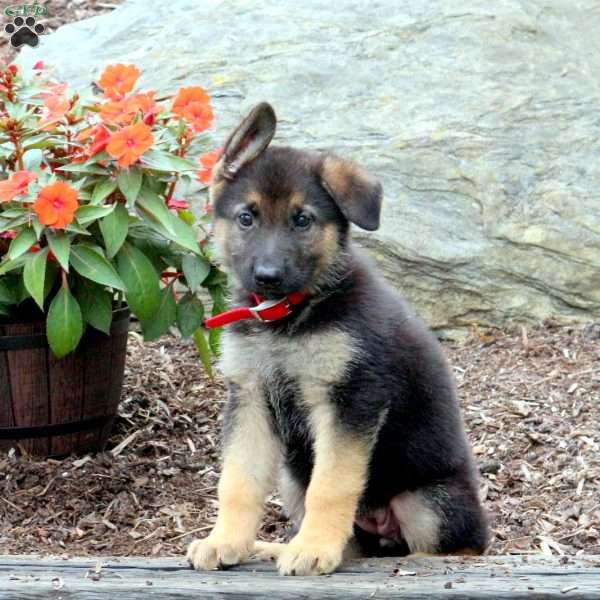 Stella, German Shepherd Puppy