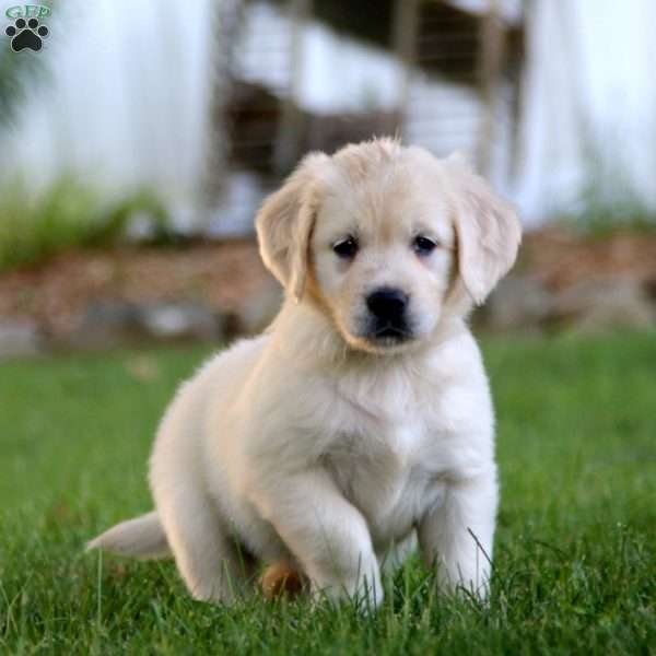 Stella, Golden Retriever Puppy