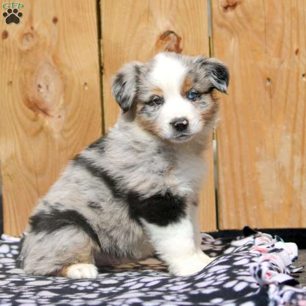 Steve, Miniature Australian Shepherd Puppy