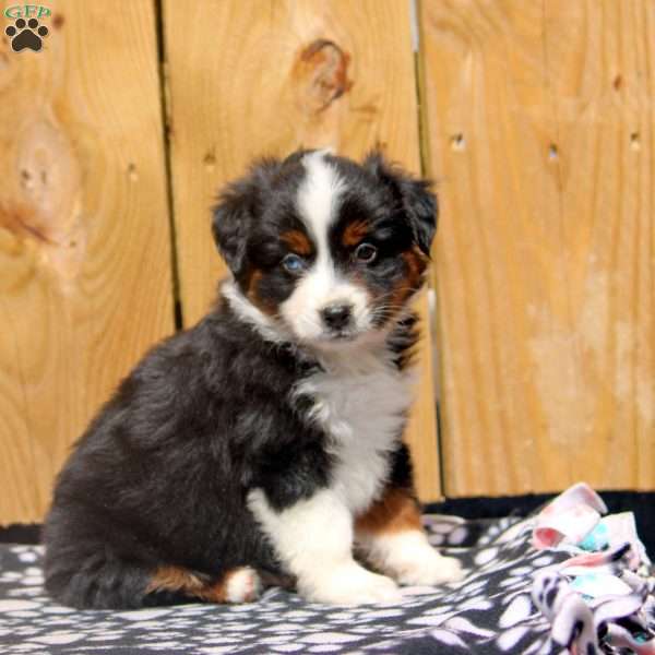 Stewart, Miniature Australian Shepherd Puppy