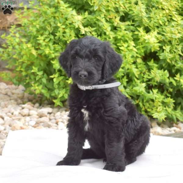 Stormy, Goldendoodle Puppy