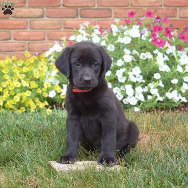 Stormy, Black Labrador Retriever Puppy