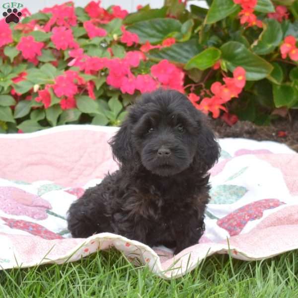 Stormy, Mini Labradoodle Puppy