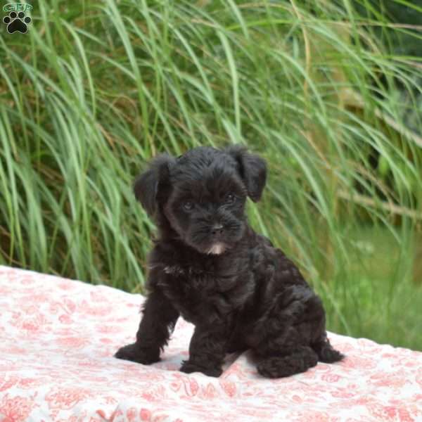 Stormy, Yorkie Mix Puppy