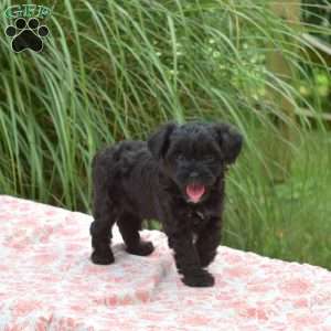 Stormy, Yorkie Mix Puppy