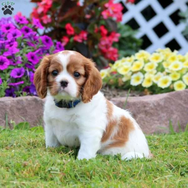 Stormy, Cavalier King Charles Spaniel Puppy