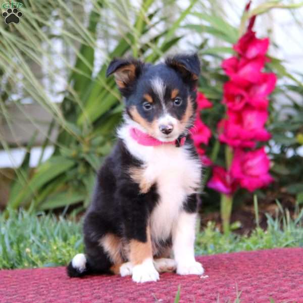 Stormy, Sheltie Puppy