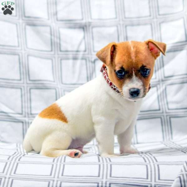 Strength, Jack Russell Terrier Puppy