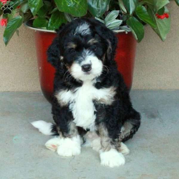 Stuart, Mini Bernedoodle Puppy